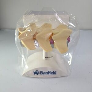 Banfield Pet Anatomical Spine Model Educational Veterinary Medical